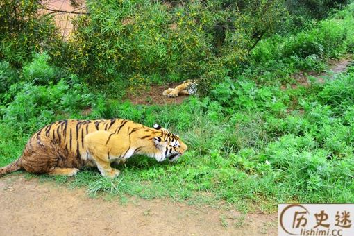 三百年前的四川与重庆上万只华南虎下山吃人事件