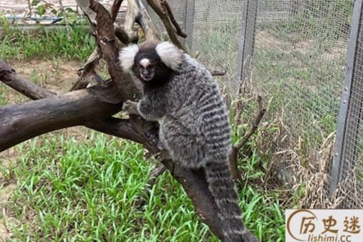 神似山海经人面兽的动物是什么