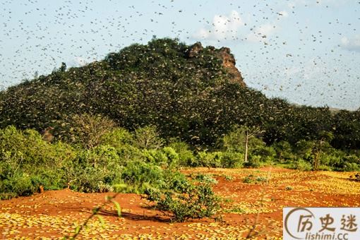 抓蝗虫的人比蝗虫还多是怎么回事