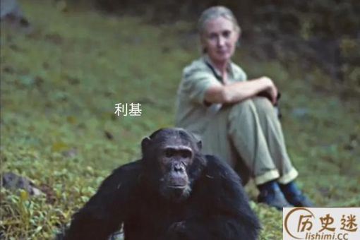 贡贝黑猩猩战争的全过程