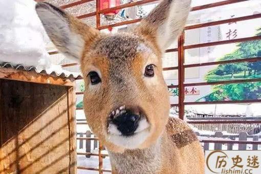 东北四大神兽大马猴子是什么