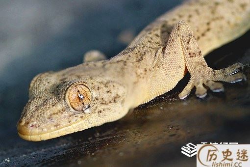 守宫砂的原理是什么