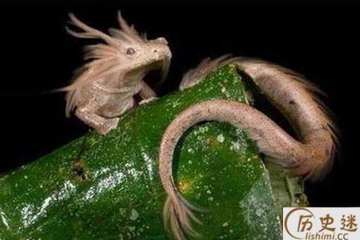 2019年长江真龙事件是怎么回事