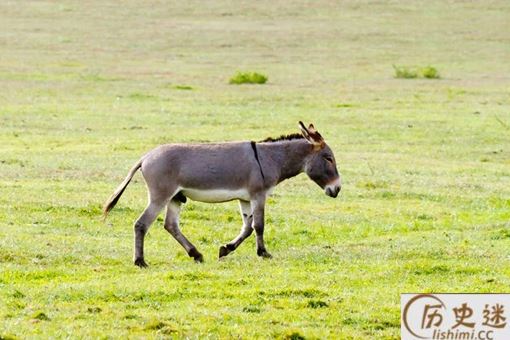 骡子比马强壮又好驾驭,古代打仗为什么不把马换成骡子