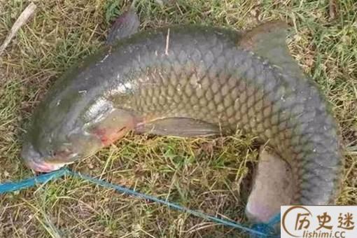 古代渔民是如何保证鱼新鲜的