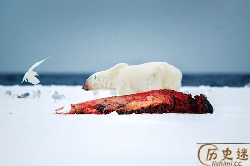 怎么感觉中国吃货好像不吃鲸鱼哦