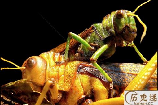 李世民真的生吞活吃过蝗虫