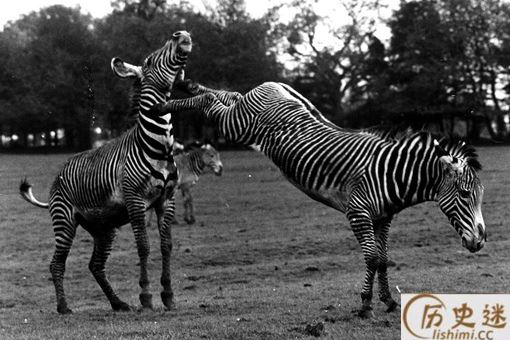 人类为什么没有驯化斑马