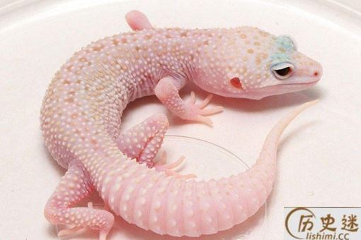 现代人为什么没有守宫痣