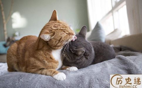 越南人为什么把十二生肖的兔换成了猫