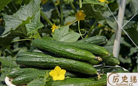 黄瓜是绿色的,为何却叫“黄瓜”