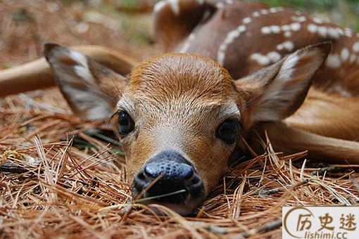 鹿肉为什么没有像猪牛羊肉那样成为人类的传统肉食呢