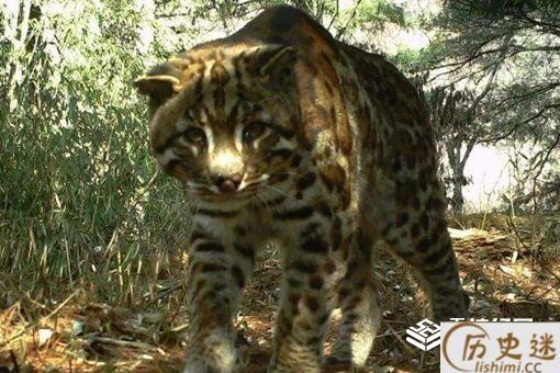 虎生三子必有一彪是什么意思