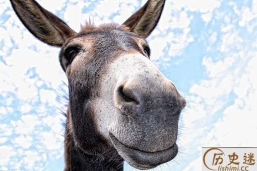 骡子比马强壮又好驾驭,古代打仗为什么不把马换成骡子
