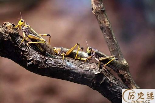 中国蝗灾被吃停了吗