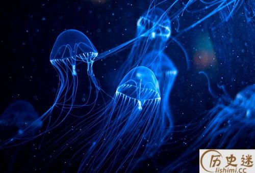 澳洲方水母有多毒