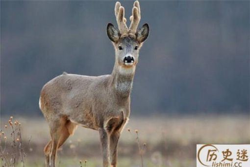 傻狍子为什么叫傻狍子