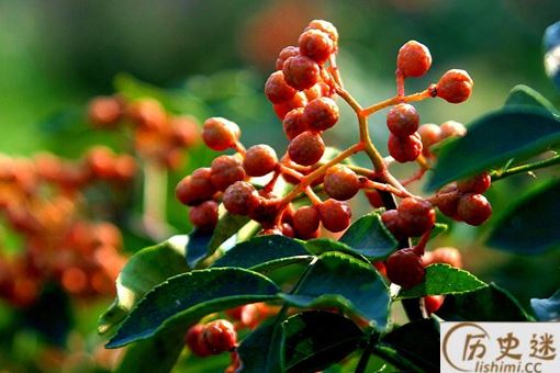 古代定情信物为什么是花椒