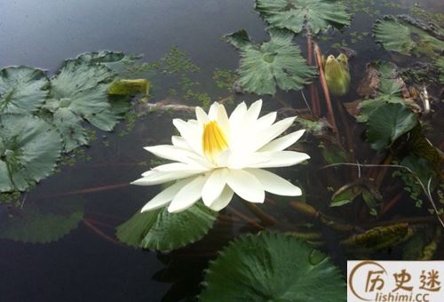 白莲教在古代为什么屡禁不止