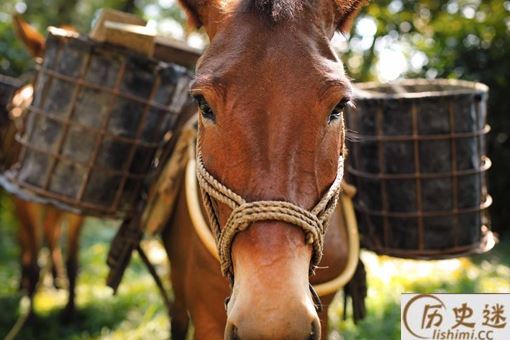 骡子比马强壮又好驾驭,古代打仗为什么不把马换成骡子