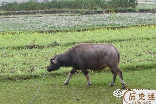 说大话为什么叫吹牛