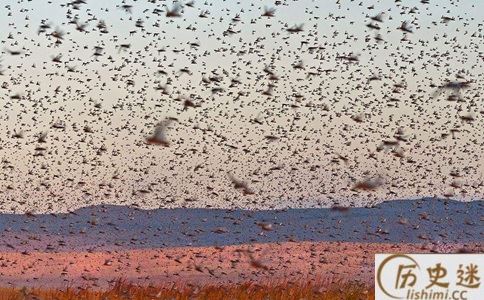 古代闹蝗灾怎么办