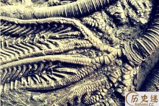 4亿年前的金属齿轮是真是假