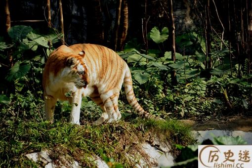 三百年前的四川与重庆上万只华南虎下山吃人事件
