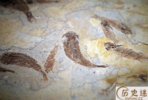 古代人是怎么看待恐龙化石的