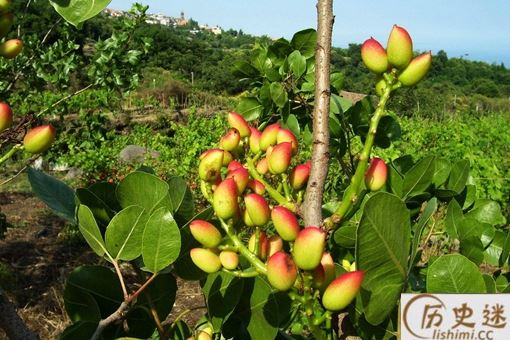 开心果是什么植物的种子
