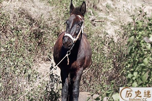 骡子比马强壮又好驾驭,古代打仗为什么不把马换成骡子