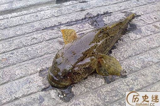 中国四大贵族鱼是什么鱼