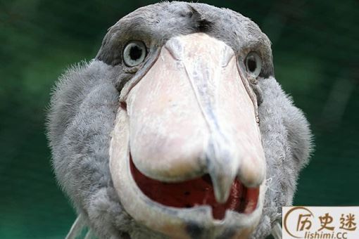 开什么国际玩笑怎么回复