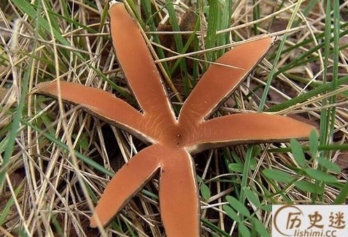 恶魔雪茄能吃吗