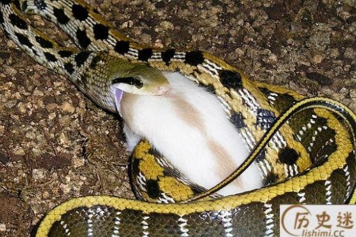 以前农村常见的无毒菜花蛇为何称为是百蛇之王
