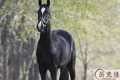 汗血宝马流的汗真的是血吗