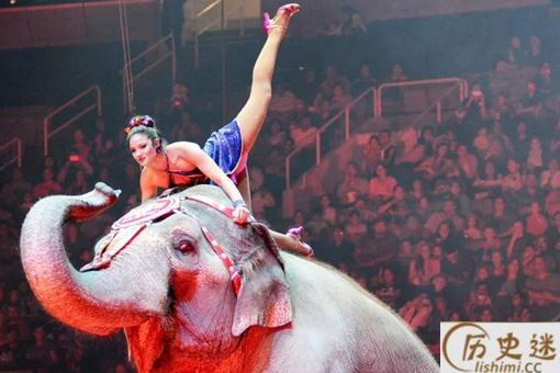 大象玛丽被当众吊死是怎么回事