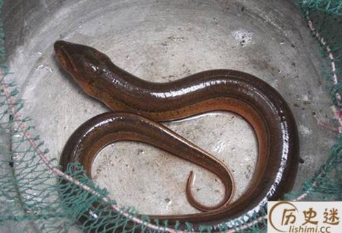 望月鳝是真的吗