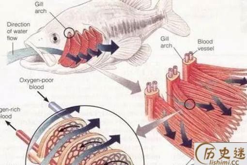 古代渔民是如何保证鱼新鲜的