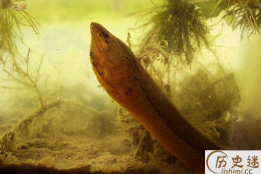 望月鳝真的存在吗