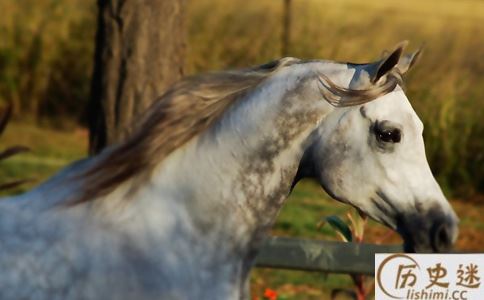 赵云的马叫什么名字