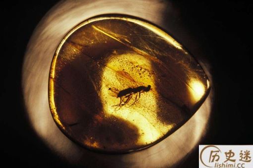 首次发现蛇琥珀是怎么回事