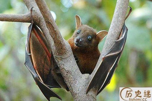 蝙蝠用方言怎么叫