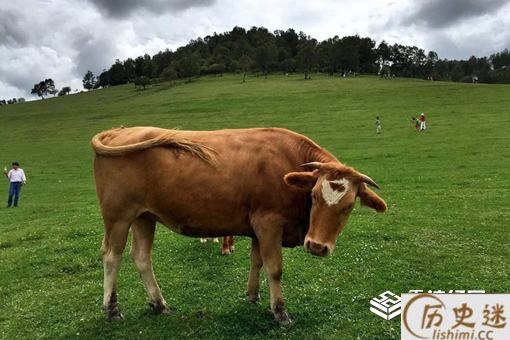 说大话为什么叫吹牛