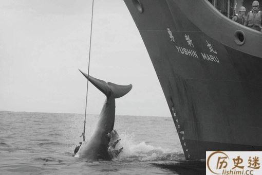 日本为什么爱捕鲸