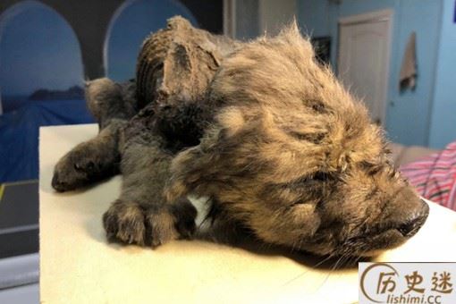 西伯利亚发现冰冻万年的小狼狗怎么回事,为何会被冰冻18000年