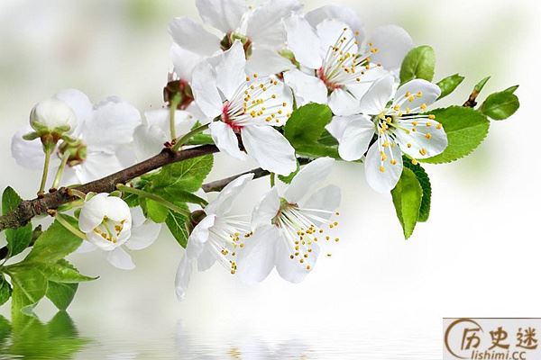 雨打梨花深闭门和千树万树梨花开哪一句是实指