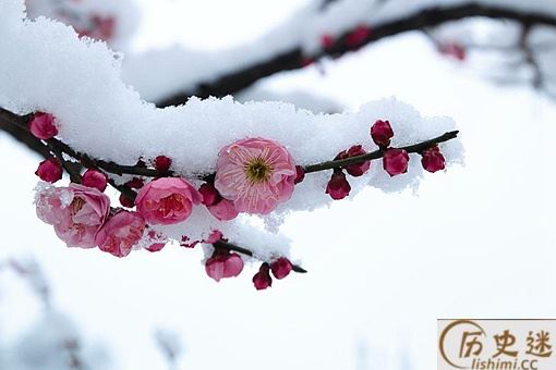 五福花(梅花)象征着什么寓意