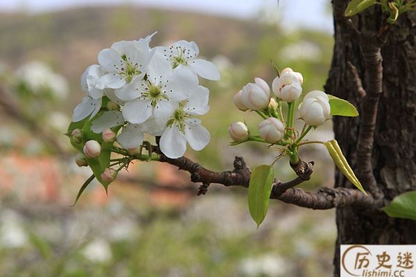 雨打梨花深闭门和千树万树梨花开哪一句是实指