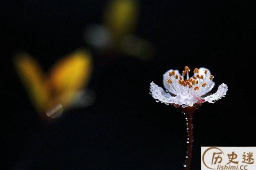 《蝶恋花·春景》全文赏析